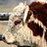 Profile Picture of Alan Eric Sanguinetti (@málico) on Flickr