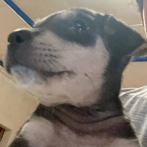 Profile Picture of Erick Auxtero (@erick_auxtero) on Poshmark