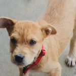 Profile Picture of Joe Huey (@joe_the_traveling_dog) on Instagram