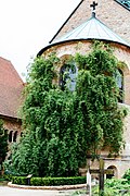 Profile Picture of Thousand-year Rose - Wikipediaon Wikipedia