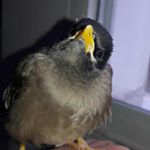 Profile Picture of leo (@leo._.bird) on Instagram