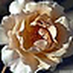 Profile Picture of Julia  Lowe (@a rambling rose) on Flickr