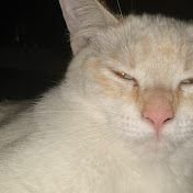 Profile Picture of Jacob Steiner (@jacobsteiner8523) on Youtube