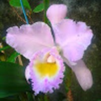 Profile Picture of Graciela Silva (@graciela-silva-4-1) on Quora