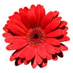 Profile Picture of Anne Claeys (@anneke__claeys) on Twitter