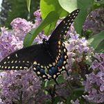 Profile Picture of Rose Colwell (@ia_rose_65) on Instagram