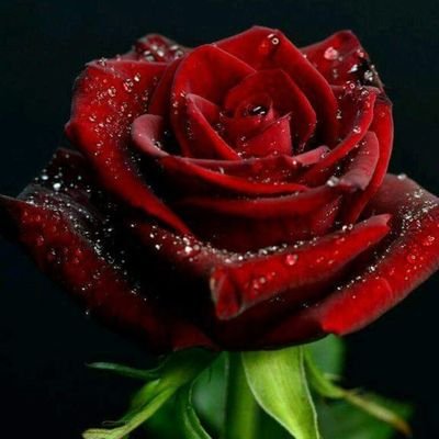 Profile Picture of James Mogen (@MogenJames) on Twitter