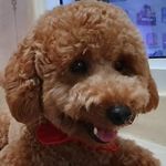 Profile Picture of Timothy Darrell Darmadja (@cocoa_the_pizza) on Instagram