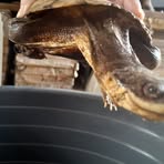 Profile Picture of Jacob Swart (@Jacob-Swart) on Facebook