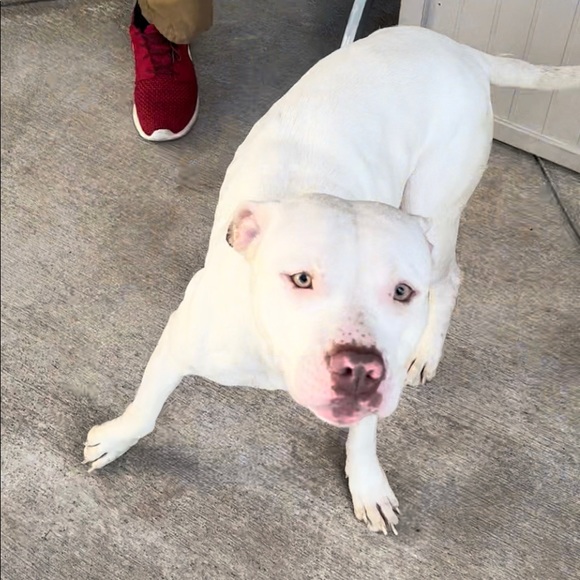 Profile Picture of Chuck88 Murphy (@charlesgreen48) on Poshmark