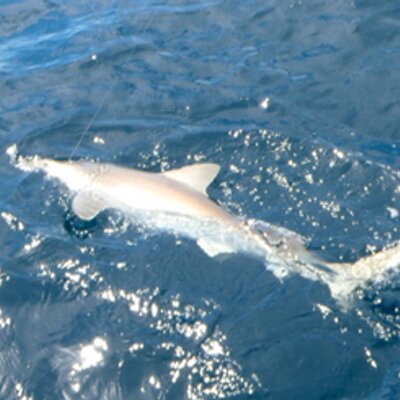 Profile Picture of Lawrence Brodie (@LawBrodie) on Twitter