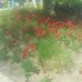 Profile Picture of Abeer Shihadeh (@abeer.shihadeh.1) on Facebook
