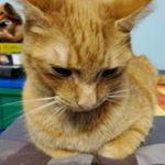Profile Picture of Dennis Teshler (@fat_cat1326) on Instagram