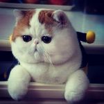 Profile Picture of Paul Stlouis ..YouTube Is Life (@paul_loves_music) on Instagram