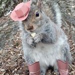 Profile Picture of Darrel Stevens (@iridesquirrels) on Instagram