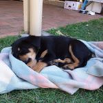 Profile Picture of Tabitha Grimsey (@grizzlies198) on Instagram