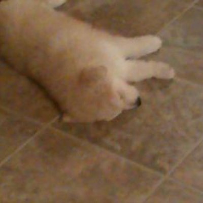 Profile Picture of Nick Decoste (@2df4ca86f860468) on Twitter