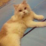 Profile Picture of glenn vicky falendio (@glenn_vicky_falendio) on Instagram