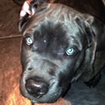 Profile Picture of Morgan Jacobson (@morganthemastiff) on Instagram