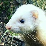 Profile Picture of Dusty And Marshall The Ferrets (@dusty_the_ferret) on Instagram