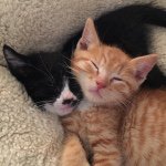 Profile Picture of Buttons & Garth (@buttonsandgarth) on Instagram