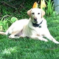 Profile Picture of Rose Dougherty (@rosiewdoc) on Pinterest