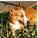 Profile Picture of Brenda Englebert (@pocketscamera) on Instagram