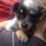 Profile Picture of Travis Manley (@travis_dewane) on Instagram