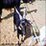 Profile Picture of Chab Bss Chap Malkom 5e9 (@تيس الفريج) on Flickr