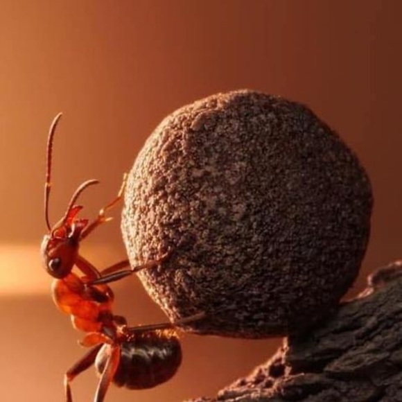 Profile Picture of Ernesto Leonel (@ernestoleonel) on Poshmark