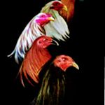 Profile Picture of robin chavez (@robinchavez776) on Instagram
