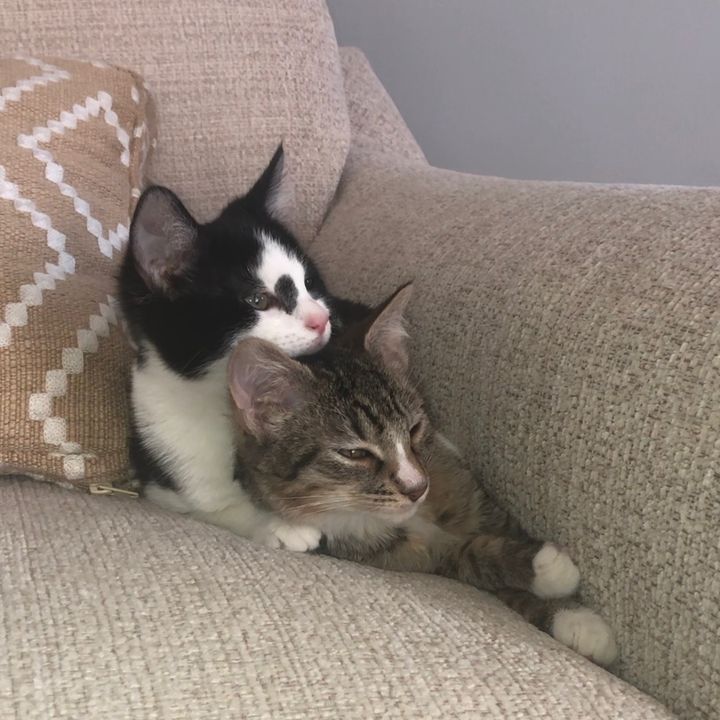 Profile Picture of Cat___Wright (@cat___wright) on Tiktok