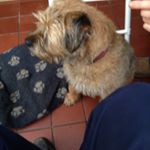 Profile Picture of Steve Gilchrist (@brodiesbruv) on Instagram