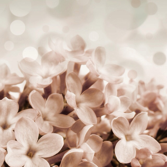 Profile Picture of Sandy Freede (@sandyxo) on Poshmark