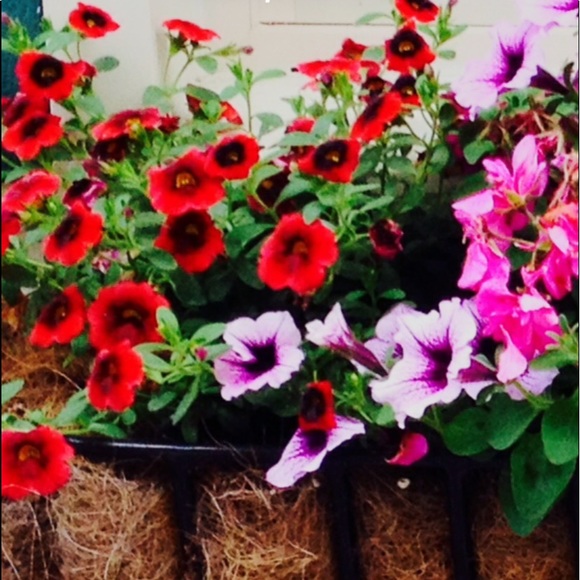 Profile Picture of Barbara Baumiller (@hccmama1) on Poshmark