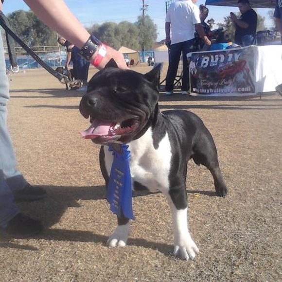 Luigi Sanchez - Poshmark Profile Picture of Luigi Sanchez (@sustaita1037) on Poshmark