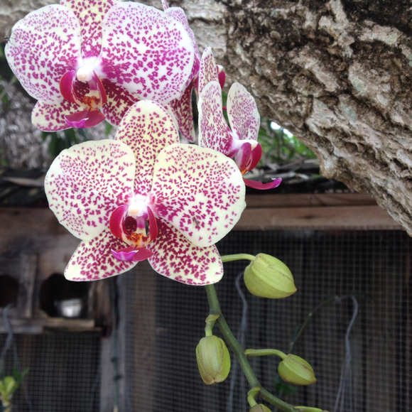 Profile Picture of Awilda Alvarez (@awy) on Poshmark