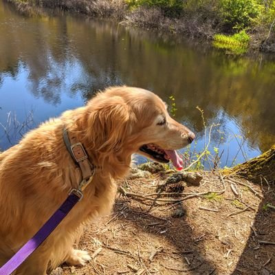 Profile Picture of Shawn Kenyon (@ShawnKenyon7) on Twitter