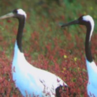 Profile Picture of Ap Komazaki (@ap-komazaki) on Quora