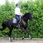 Profile Picture of Mariëlle van der Ham (@livellio_horse) on Instagram