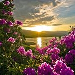 Profile Picture of Rose Perrin (@rperrin87) on Instagram