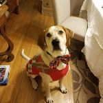 Profile Picture of Karl Goebel (@karlgoebelthedog) on Instagram