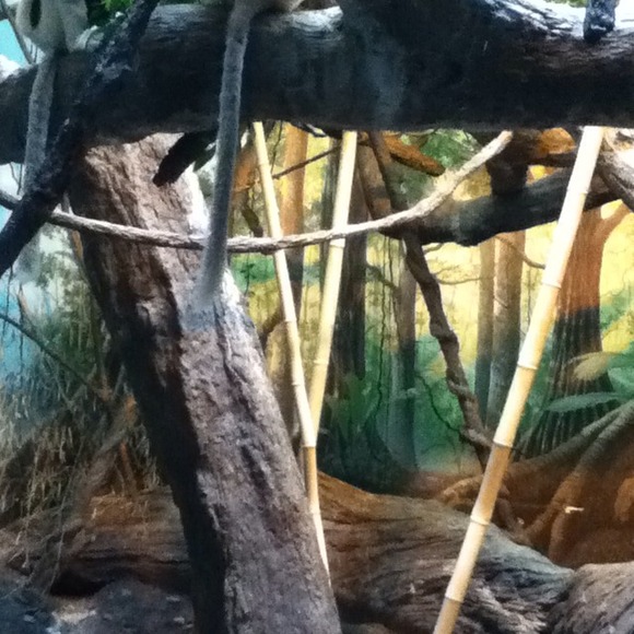 Profile Picture of Jin Lin (@niniseb) on Poshmark