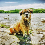 Profile Picture of christopher ackermann (@capos.dog.life) on Flickr