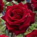 Profile Picture of Rose Huynh (@rose.huynh.54540) on Facebook
