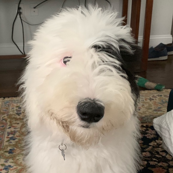 Profile Picture of John Mcmahon (@jmac01760) on Poshmark