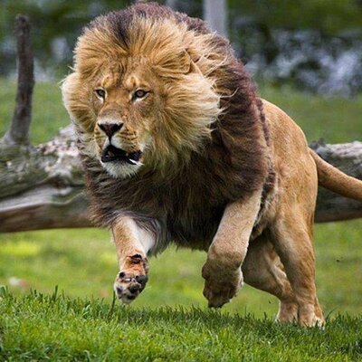 Profile Picture of Mike Devos (@madfarmer1) on Twitter