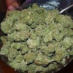 Profile Picture of Stacey Gibbens (@stacey_gibbens) on Instagram