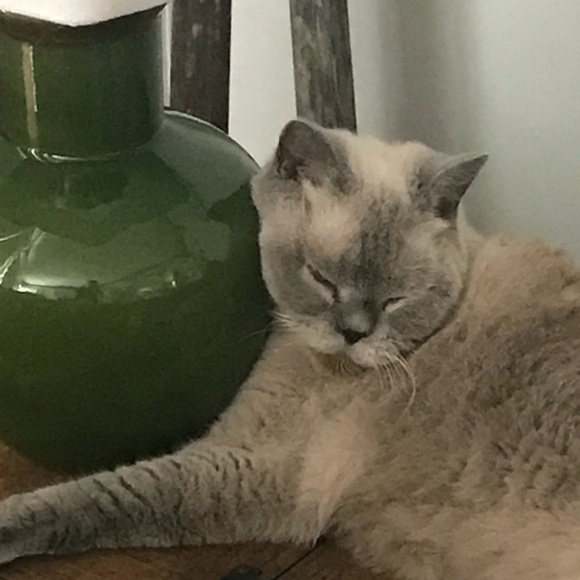 Profile Picture of Nancy Fox (@zehlani) on Poshmark