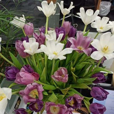 Profile Picture of Saima Sultan (@SaimaSultan17) on Twitter